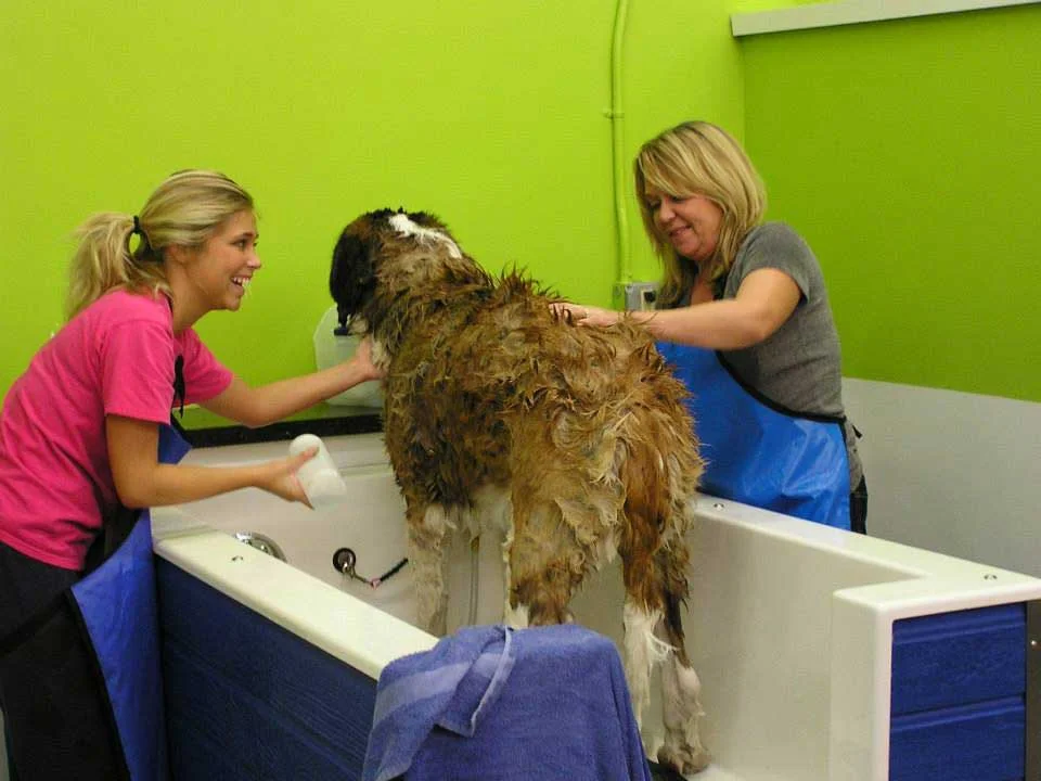 Shaggy’s Dog Wash & Grooming in South Fargo: Where grooming becomes a furry fashion statement.