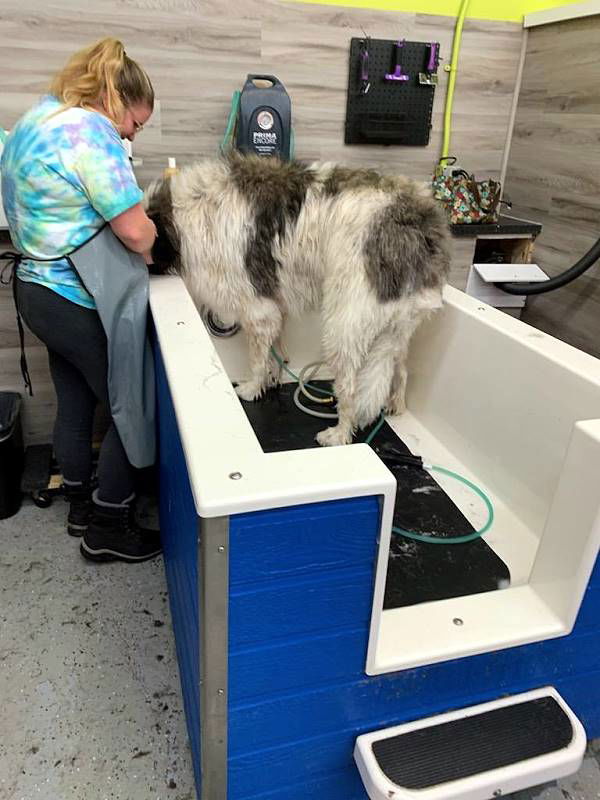 South Fargo's Premium Pet Care: Shaggy’s Dog Wash & Grooming - Tailored to perfection.