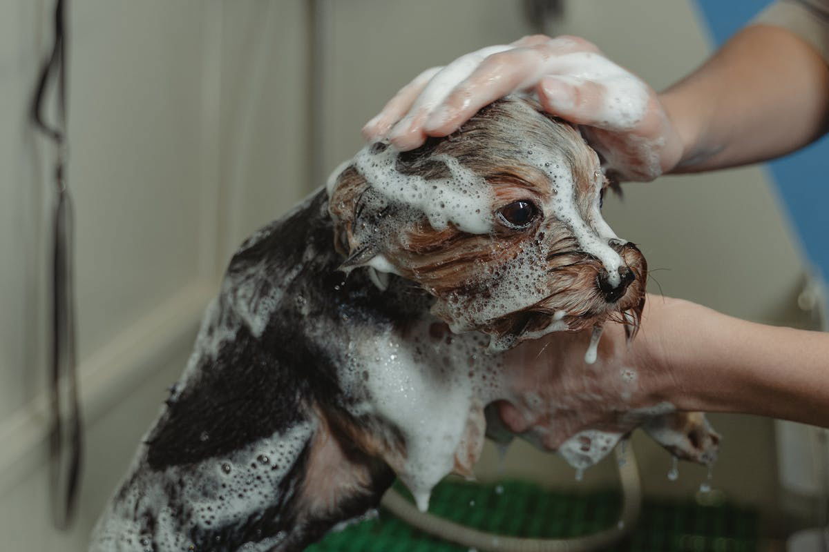 Spoil Your Furry Friend: 5 Reasons Why Your Dog Deserves a Prima Bathing System Spa Day