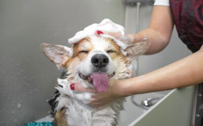 5 Reasons Why Skipping Dog Grooming Can Harm Your Pet
